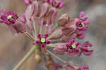 Clasping milkweed